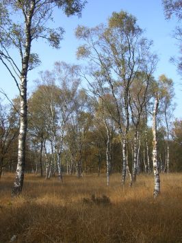 De Peel : NSG Mariapeel, Herbstimpressionen